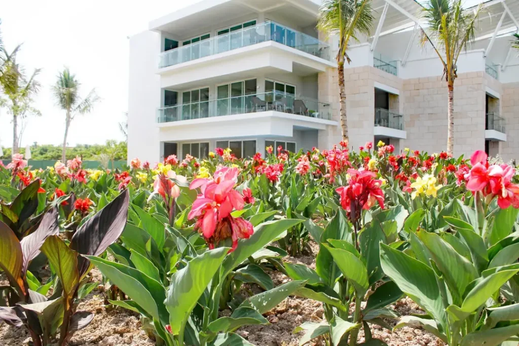 tropical flowers at Alsol Del Mar Cap Cana, Punta Cana