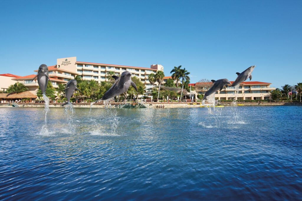 dolphins jumping out of the ocean